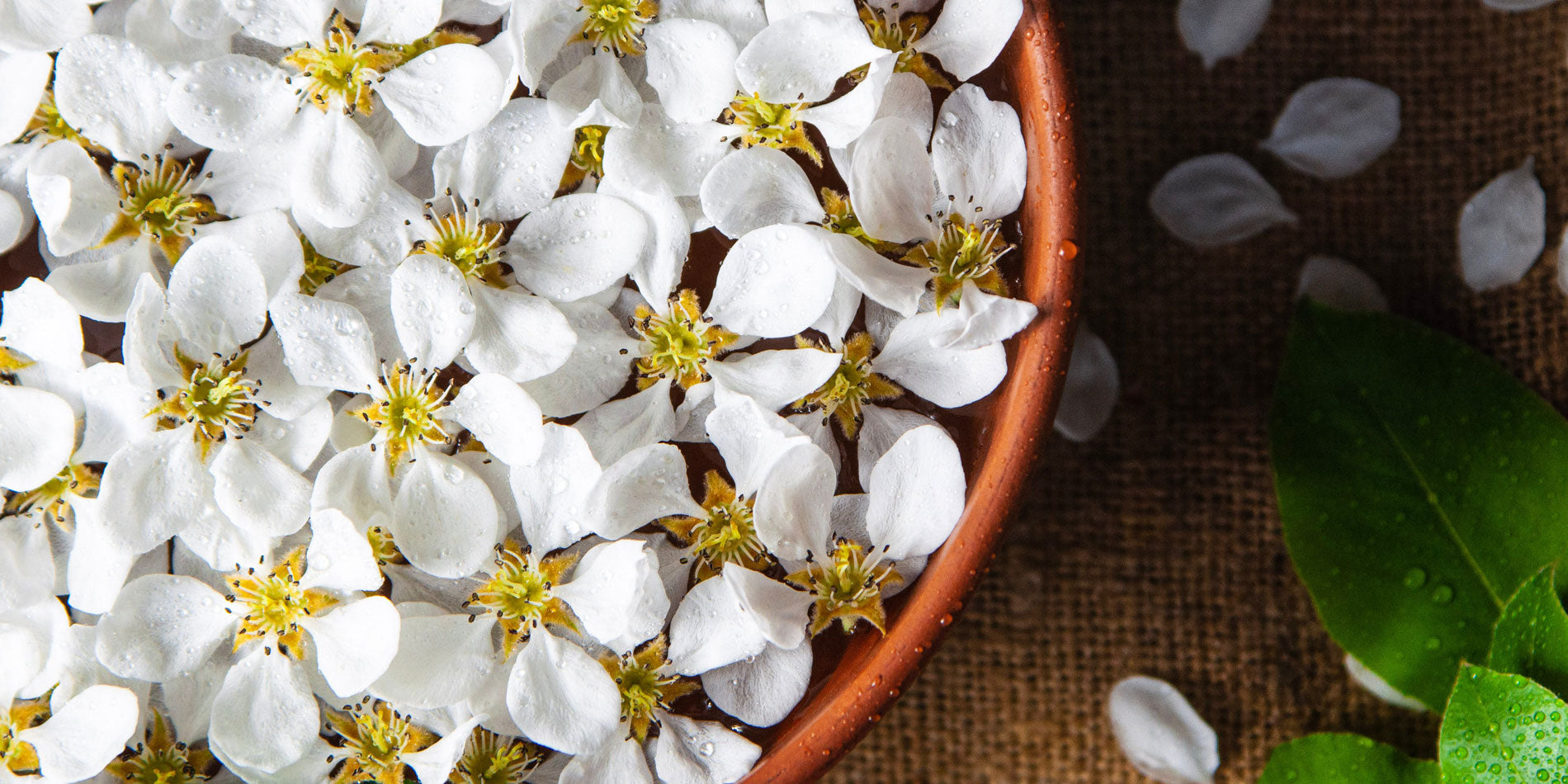 Symbolic And Spiritual Meaning Of Jasmine Flowers - Everything You