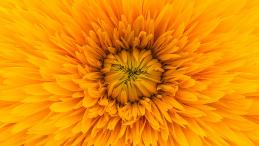 Marigold Flowers Facts Information Guide