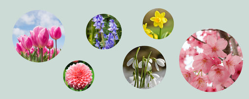 British flowers by season