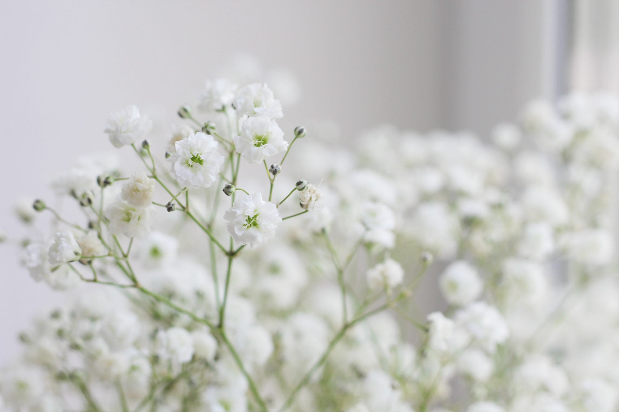 Gypsophila Flower Ultimate Guide LOV Flowers LÖV Flowers