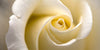 White rose by LOV Flowers