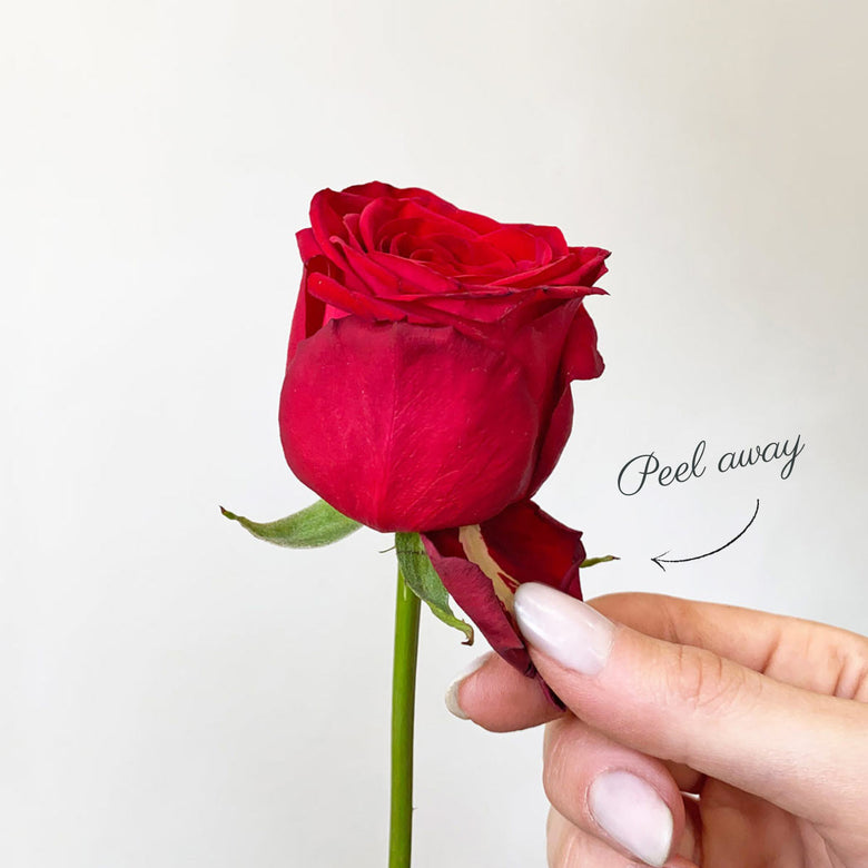 Remove guard petals for long lasting red roses