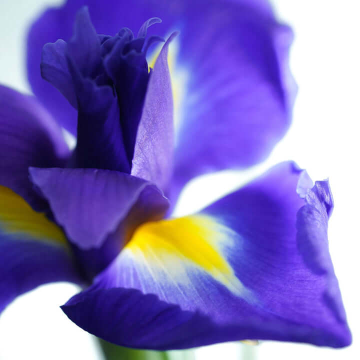 A close up of bright blue and partial yellow Iris flower that is grown in UK.