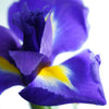 A close up of bright blue and partial yellow Iris flower that is grown in UK.