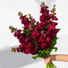 Hand holding a bunch of deep red stock flowers – rustic British-grown bouquet