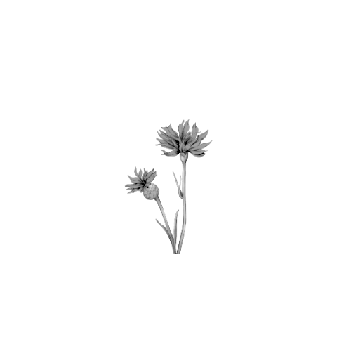 British Flower Subscription Delivery