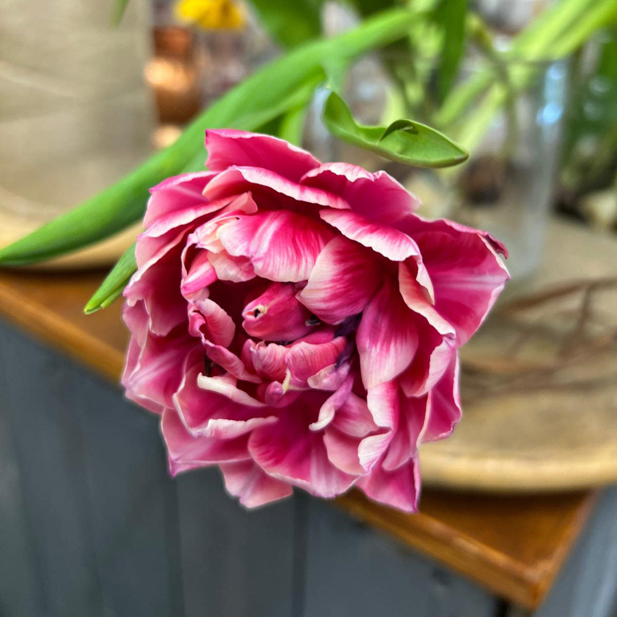 Pink Peony Tulips Columbus Bicolour