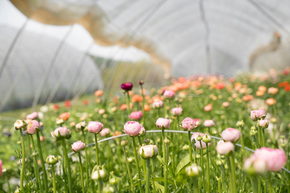 British grown flowers cultivated from local flower farms in UK
