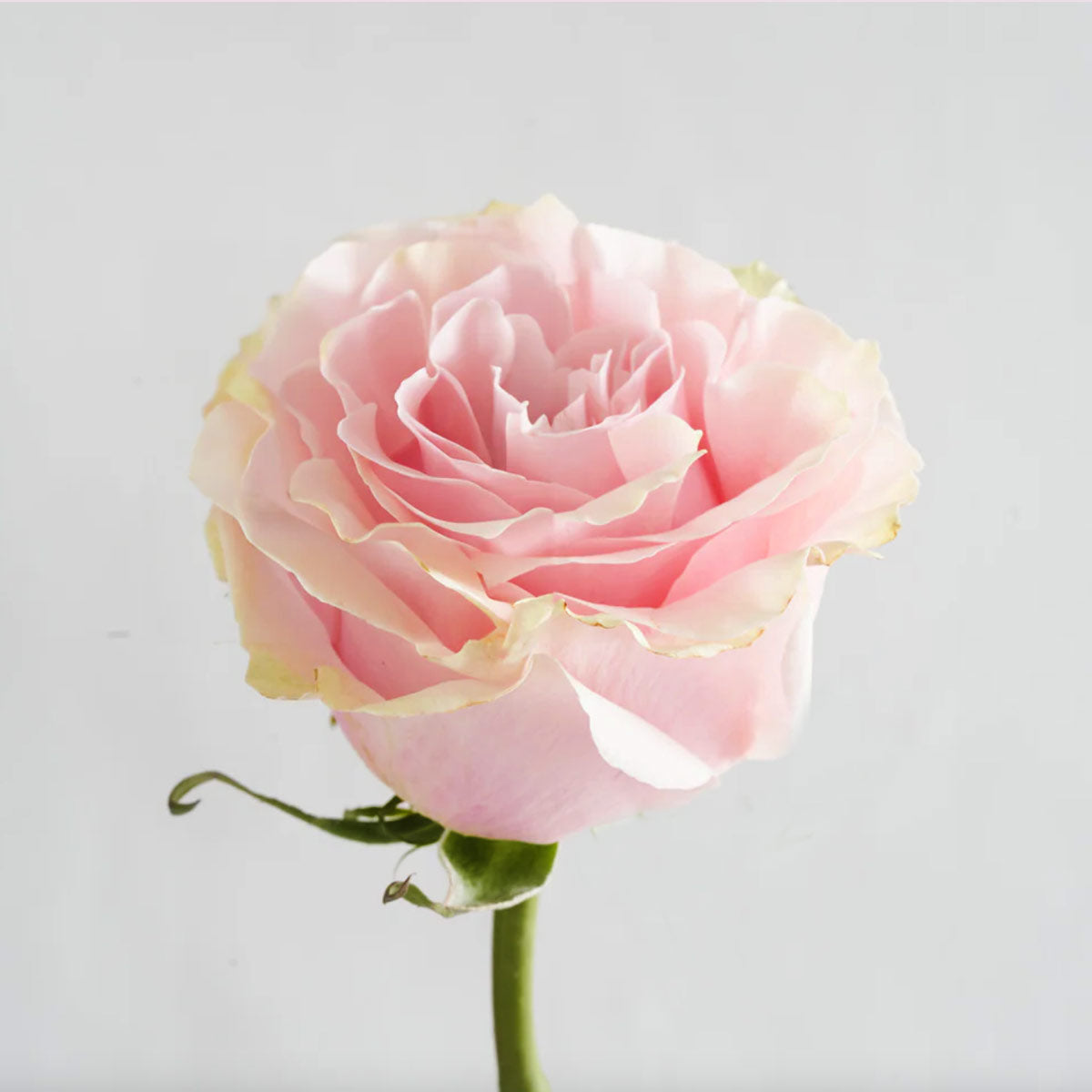 Light pink roses arranged for next day rose delivery – order online now
