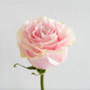 Light pink roses arranged for next day rose delivery – order online now