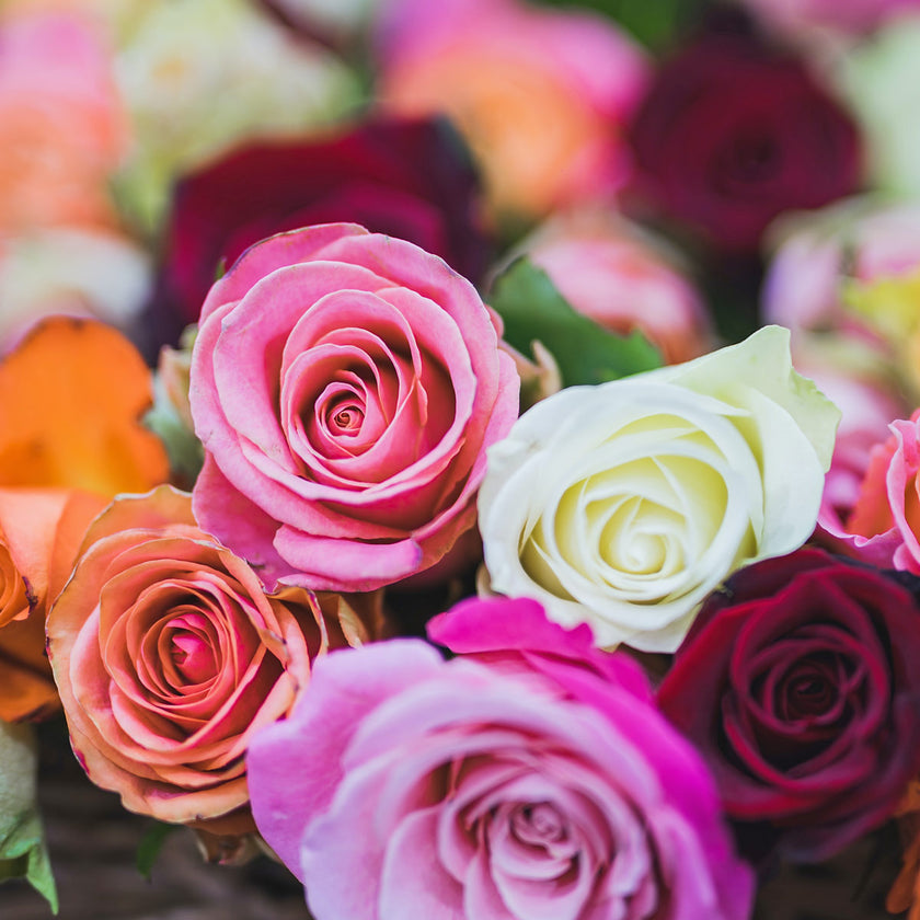 mixed colour roses symbolism flower meanings