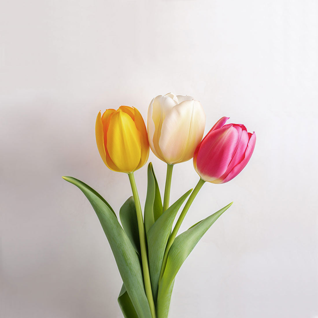 A couple of colourful British tulips in colours yellow, white and pink.