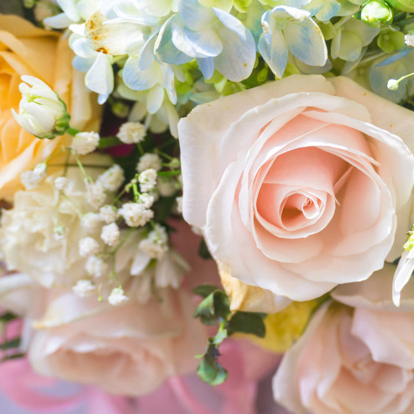 Flowers pink roses blue hydrangeas