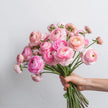Pastel Pink Ranunculus British Grown Flowers Free Next Day Delivery UK