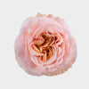 The Peach Rose