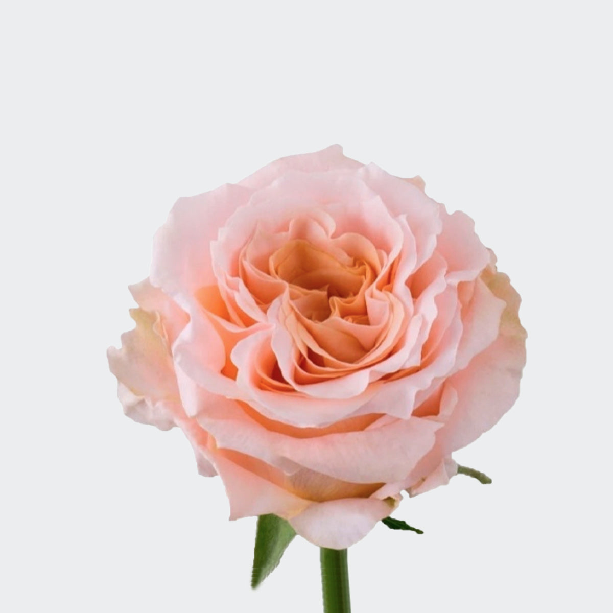 The Peach Rose