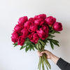 Red Charm Peonies