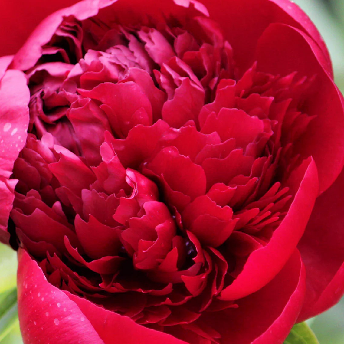 red-charm-peonies-delivery