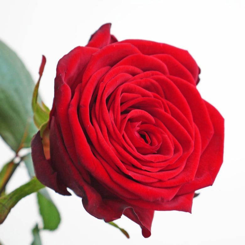 Red rose valentine's day flowers gift