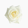 White ivory avalanche rose - LOV Flowers