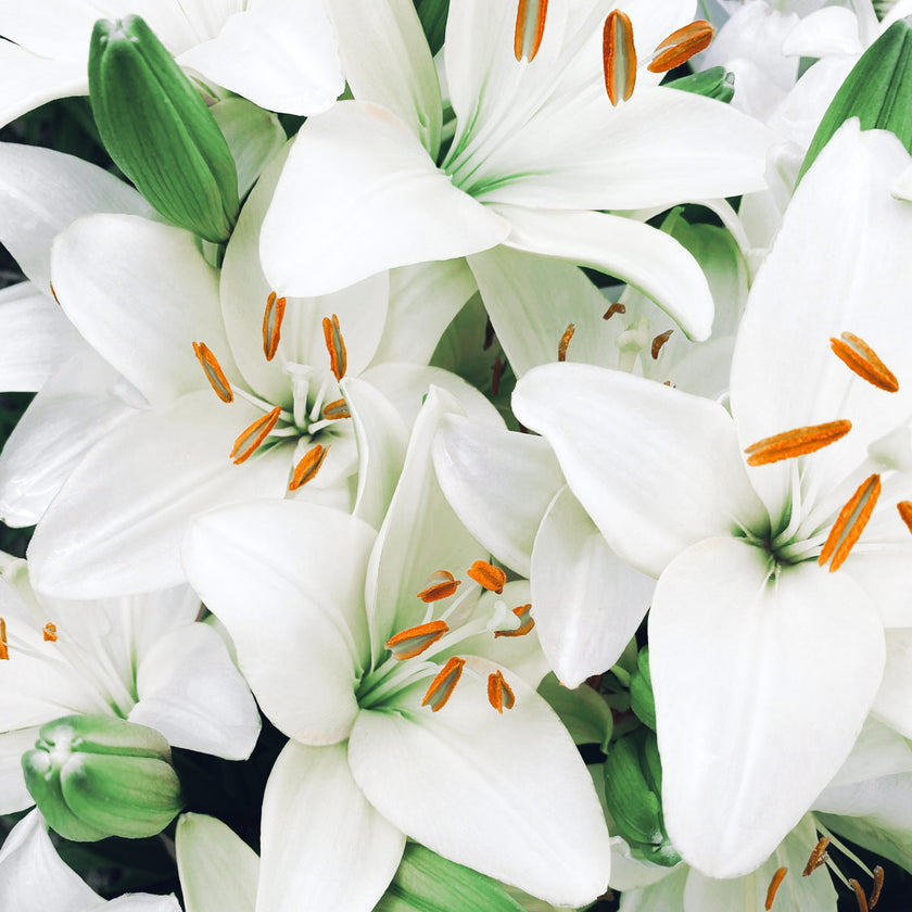 White sympathy lilies flowers
