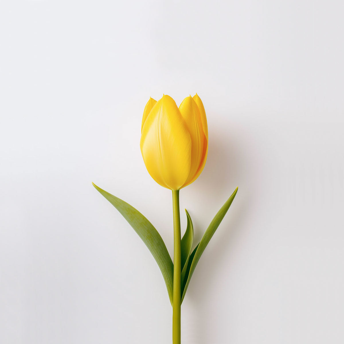 Yellow Tulip Delivery UK Next Day