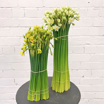 Yellow Daffodils Narcissus Delivery UK