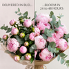 Why Do Peonies Arrive in Bud? The Secret to Fresher Blooms
