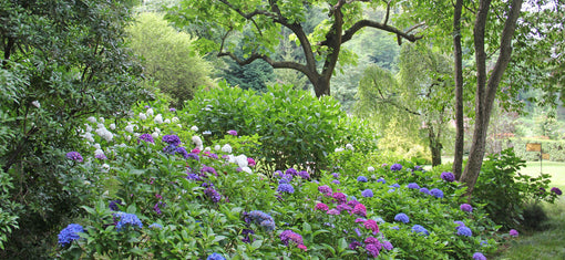 Colourful Summer Garden Flowers and Plants - LOV Flowers