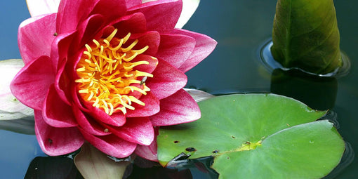 Lotus Flower Symbolism & Beauty