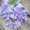 Lavender Purple Sweet Pea Flowers