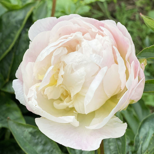 British Peonies vs. Imported Peonies: What's the Difference?
