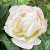 British Peonies vs. Imported Peonies: What's the Difference?