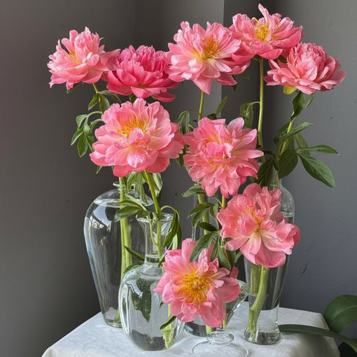 How to Care for Peonies: A Simple Guide to Longer-Lasting Blooms