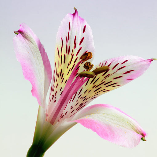 alstroemeria flower