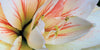 Amaryllis Flowers