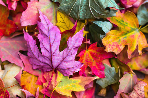 Colourful autumn leaves and flowers