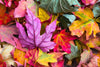 Colourful autumn leaves and flowers