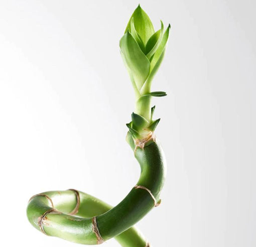 Best IKEA House Plants Plant Air Purifying Tropical Indoor