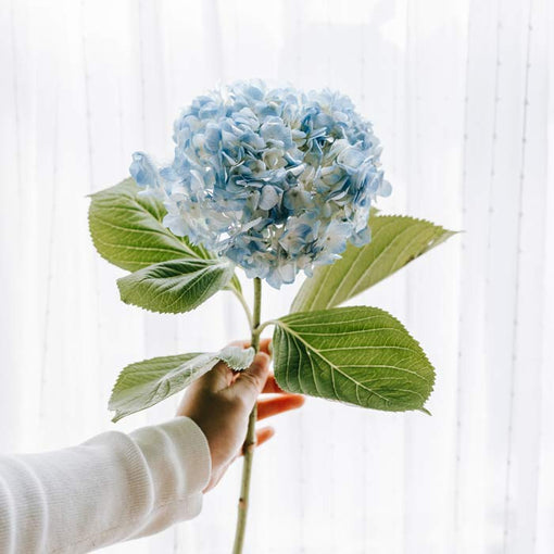 Blue Hydrangea Flowers Flower Stem