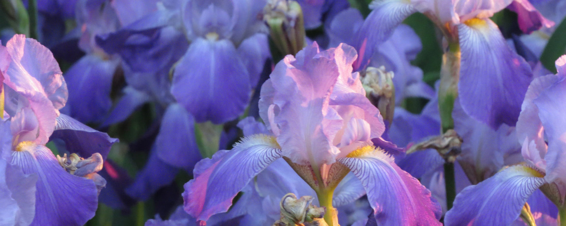 Exploring Blue Iris Symbolism and Cultural Significance LÖV Flowers