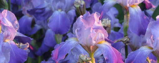 Facts about iris flowers, symbolism and flower meanings