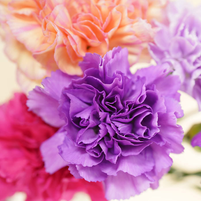 Carnations Flower Meanings & History LÖV Flowers