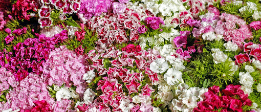 Carnations are the perfect postal flowers