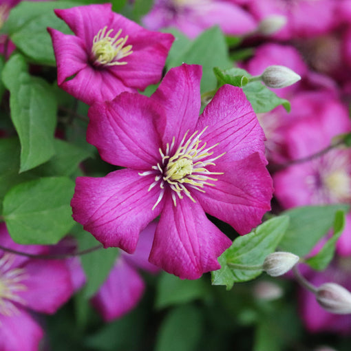 Clematis flowers