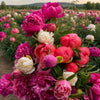 When Is Peony Season in the UK? A Complete Guide to the Peony Calendar