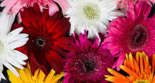 Gerbera flowers symbolism history and facts