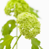 Green Guelder Rose, Viburnum