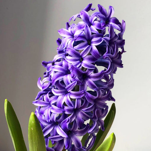 Hyacinth flower facts, symbolism & history
