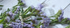 Mixed colours limonium flowers - LOV Flowers